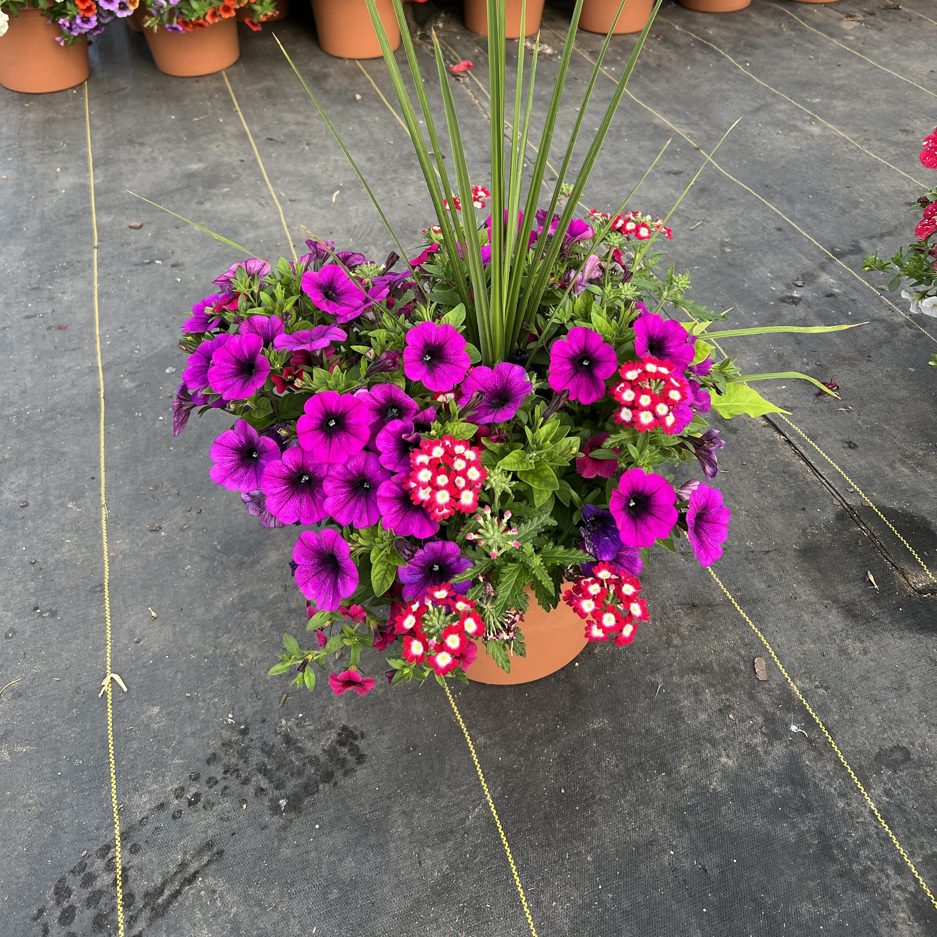 April Showers Bring May Flowers - logo